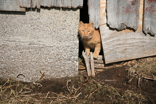 Picture